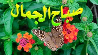 صباح الجمال 