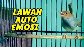 Download Suara Pikat Prenjak Tamu Kepala Merah Tarung Memanggil Lawan - Auto Dapet MP3