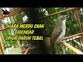 Download Lagu 🔴 Opior paruh tebal gacor ngotot