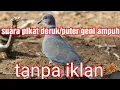 Download Lagu 🔴Suara PIKAT PUTER GENI AMPUH||TANPA IKLAN