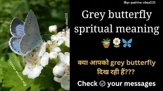  pvpositivevibes1111 grey butterfly why are you seeing grey butterfly 