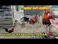 Download Lagu PELEPASAN AYAM HUTAN ORI RAWATAN 6 BULAN LEBIH