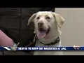 Kosciusko County Sheriff s Dept introduces first-ever jail drug detection dog