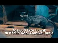 Lagu Luwak Toraja, Penghasil Kopi Termahal Di Dunia -Perkebunan Kopi Rantekarua