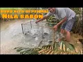 BUBU PENILAR DI PENUHI IKAN NILA BABON LIAR||BANJIR KIRIMAN MEMBAWA BERKAH 
