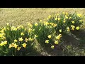 Mr Hobo Visits Nevada Missouri s Deepwood Cemetery to see the man that had his head stolen