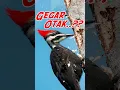 Download Lagu Kepala Burung Pelatuk Apakah Tidak Pusing???