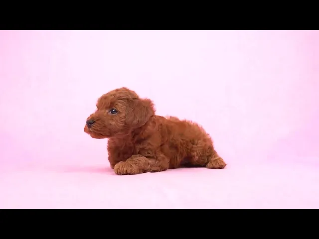 動画