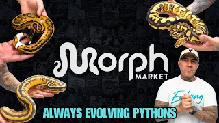 Top Ball Python Holdbacks From 2024 With Always Evolving Pythons
