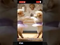 Download Lagu Cute puppies are dancing\u0026😱 #trending   #shorts #dog #puppy
