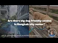 I toured the only few big dog friendly apartments left in Bangkok