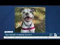 Ibis the dog is up for adoption at the Baltimore Humane Society
