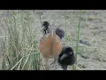 Download Lagu Tahu kah anda dengan burung rawa yang satu ini.. Burung ayam ayaman gallicrex cinerea
