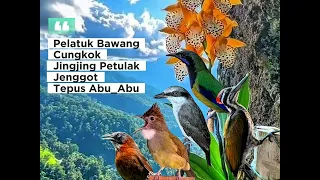 masteran audio jernih 5 in 1 pelatuk bawang cungkok jingjing petulak jenggot tepus abu abu