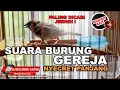 Download Lagu 🔴 Suara Burung Gereja Nyecret Panjang Masteran Burung Gereja Tarung Sangat Cocok untuk Pikat