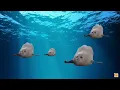 Bouncing Seals Ultimate