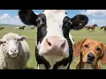Download Lagu Cute Animal Moments Compilation  | Funny \u0026 Adorable Cow, Cat, Dog, Chicken, Sheep  #cuteanimals