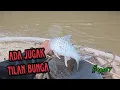 Lagu Tahan jaring ikan/alhamdulillah ikan ada pucuk paku ada / bonus tilan bunga (#eps67)