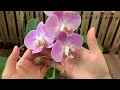 STOP Cutting Orchid Aerial Roots! This Simple Trick Revives Orchids Fast