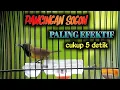 Download Lagu CUKUP 5 DEITK AUTO BUNYI PANCINGAN EFEKTIF SOGON JADI GACOR
