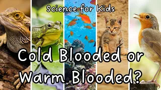 Warm-Blooded vs Cold-Blooded Animals What s the Difference Animal Adaptations Science for Kids