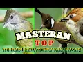 Download Lagu Masteran  Terbaru 2022/2023 Raja Tembakan Paling Edan...