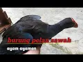 Download Lagu burung pelan sawah #burungmandar  #ayamayaman
