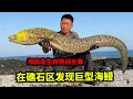 海鸥岛生存挑战全集：热带沙漠气候环境恶劣，遇到涨潮在礁石区发现大海鳗，够4~5个人饱餐一顿【户外平头哥】