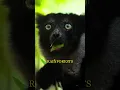 Download Lagu The Indri: Madagascar’s Opera Singer! 🎶