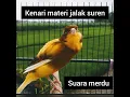 Download Lagu Kenari isian jalak suren