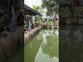 Download Lagu Wahai ikan kampret