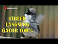 Lagu SUARA CIBLEK KRISTAL GACOR UNTUK PIKAT
