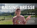 BRESSE BROILER CHICKENS are the best tasting chicken in the world worth it