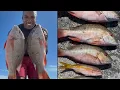 Download Lagu You Won’t Believe This Snapper Bite! Mullet Run 2025 – FL Keys Bridge Fishing