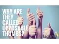 Why are they called opposable thumbs