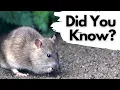 Things you need to know about BROWN RATS
