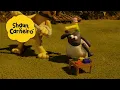 Download Lagu 🐑Shaun, o Carneiro [Shaun the Sheep] Timmy com um martelo! 🐑 Hora Especial🐑| Cartoons Para Crianças