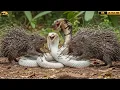 Lagu Wall of Spikes and the Venomous Night | When the Porcupine Challenges the King Cobra