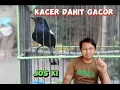 Download Lagu Tips merawat burung kacer dahit agar gacor terus