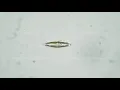 Download Lagu One diatomaceous algae cy navicula on a white background in a microscope