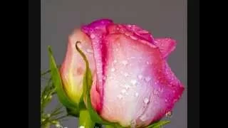 فين طريقك  فين محمد عبد الوهاب دندنها