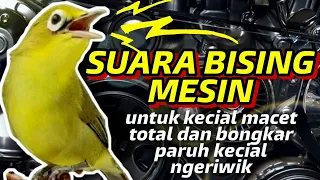 Download Terapi Kecial Kuning Macet Total dan Kecial Kuning Malas Bunyi Ngeriwik Gak Bongkar | PEPADU KECIAL MP3