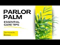 Parlor Palm Care 101 How to Keep It Thriving