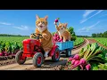 Download Lagu Kitten Helps Mama Cat Do Laundry but Gets Stuck – A Heartwarming Rescue Story! 🐱🧺❤️