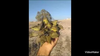 افضل صوت ليصيد الشحيم بوبان دندنها