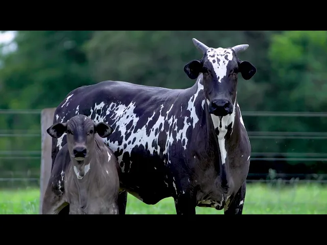 Matriz Nelore EL - 5458