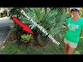 Saw Palmetto Berries are illegal to harvest unless