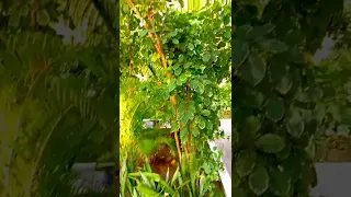 تمر بنا الأيام سرعى كأننا بدون موسيقى  تمر بنا الأيام سرعى كأننا بدون موسيقى