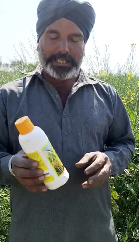 अनूपगढ़ के किसान ने सरसों की शानदार फसल का बताया कैसा राज | वनइंडिया हिंदी