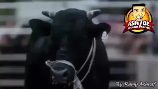 صبح صبح يا عم الحج ده لو اتساب 